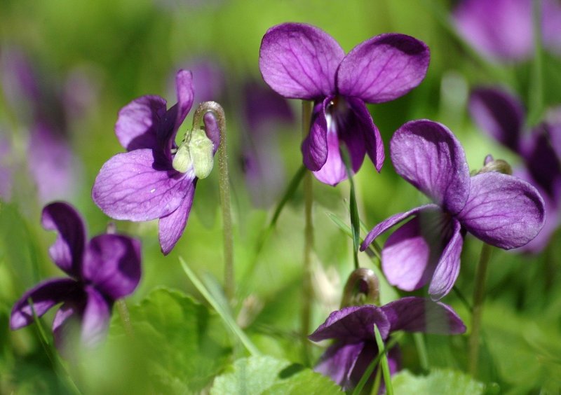 Фиалка odorata душистая