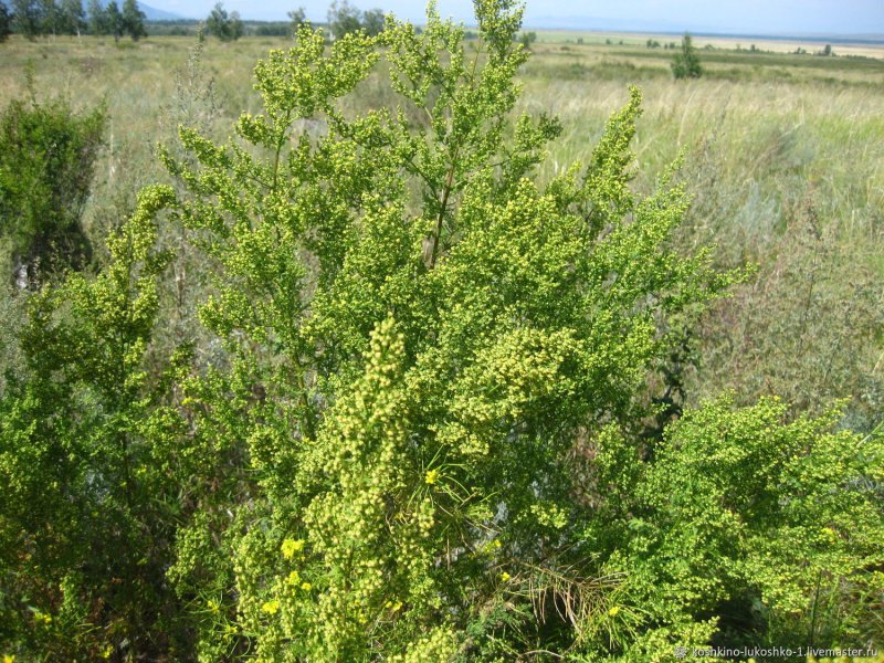 Artemisia annua, или Полынь однолетняя