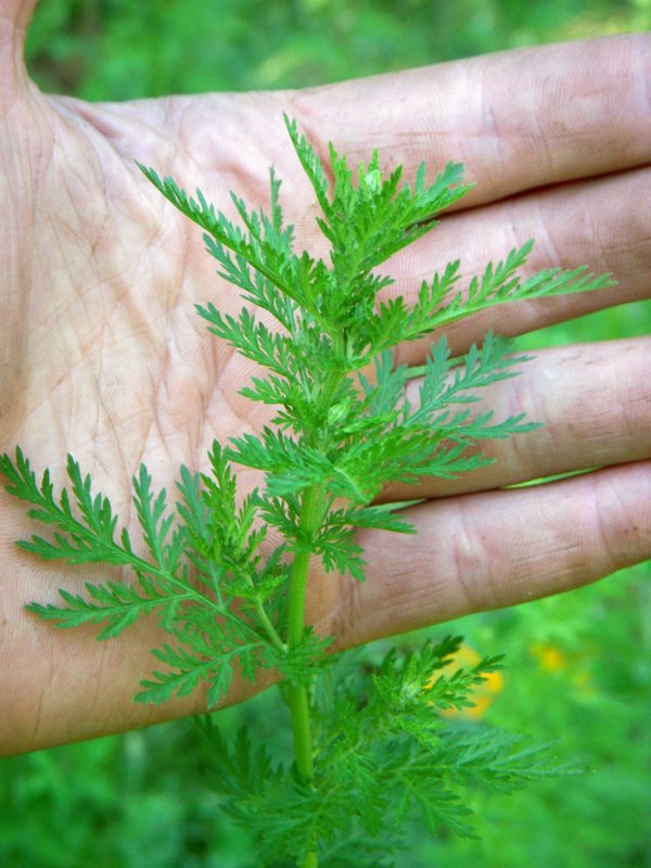 Полынь однолетняя Artemisia annua