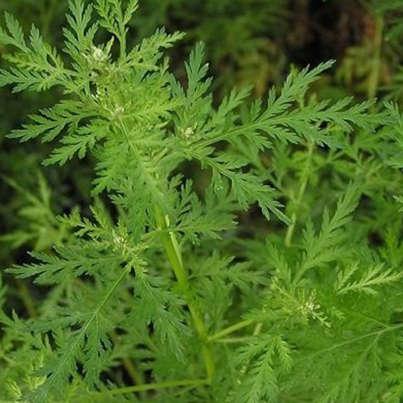 Артемизинин, "Artemisia annua