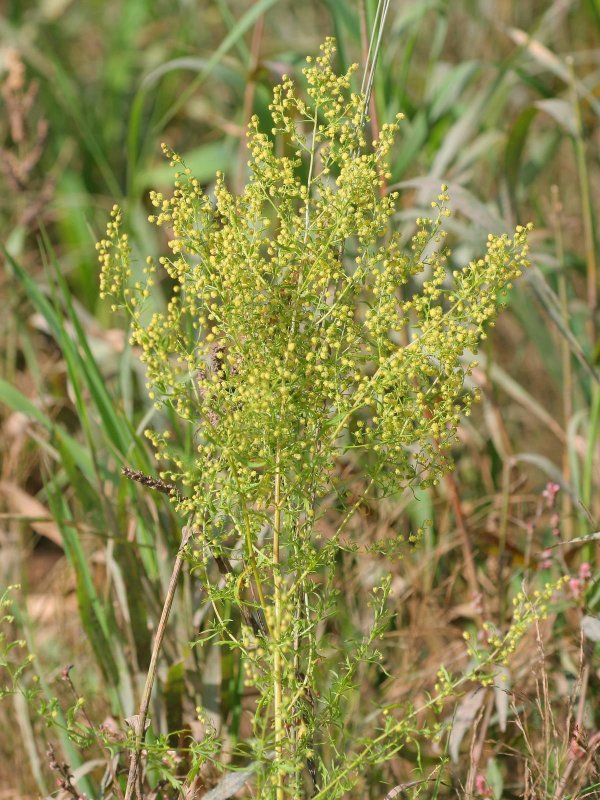 Полынь Artemisia annua