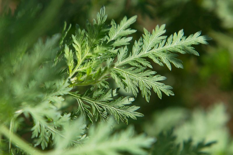 Полынь однолетняя Artemisia annua