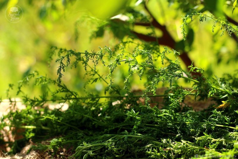 Полынь однолетняя Artemisia annua