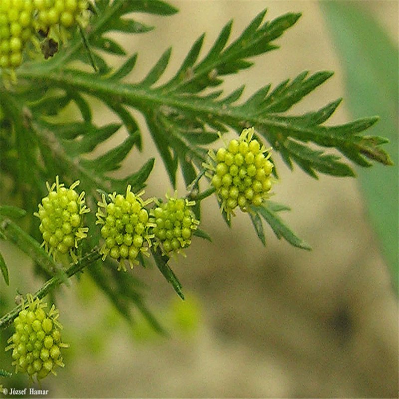 Artemisia annua Plant
