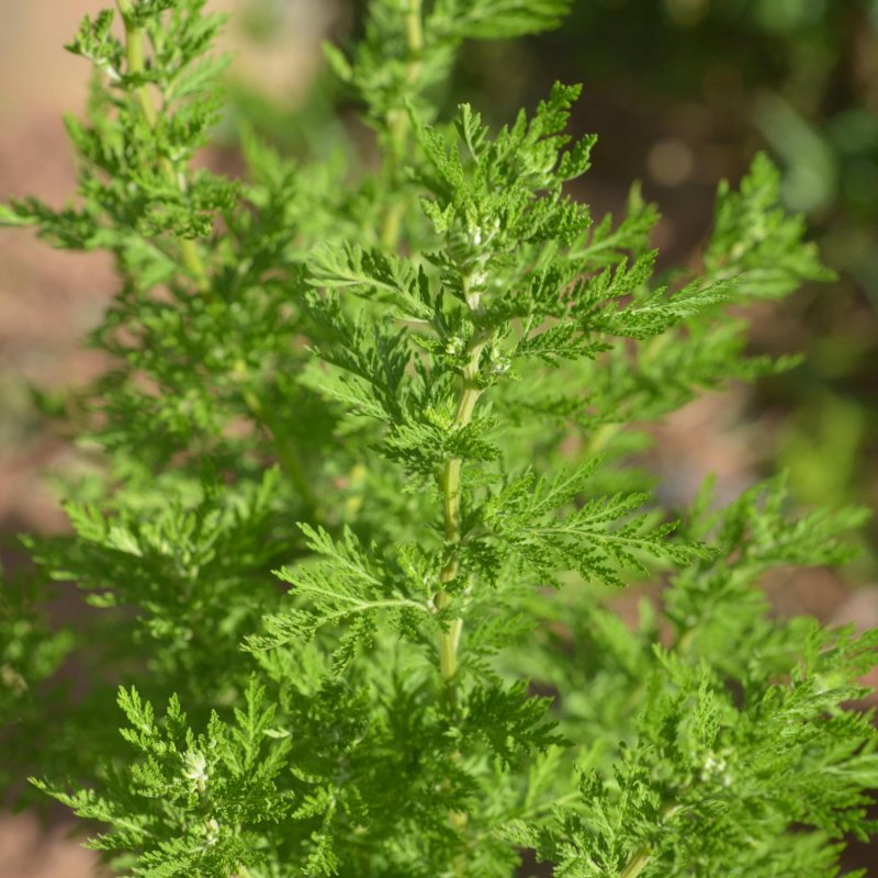 Растения Полынь Artemisia annua.