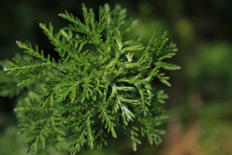 Полынь трехзубчатая Artemisia