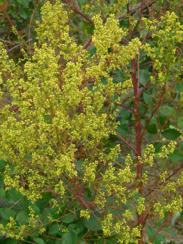 Полынь (Mugwort), hem