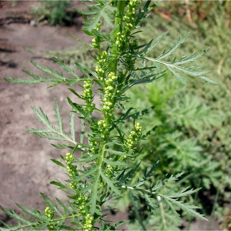 Artemisia annua обладает противовирусной активностью против SARS-cov-2.