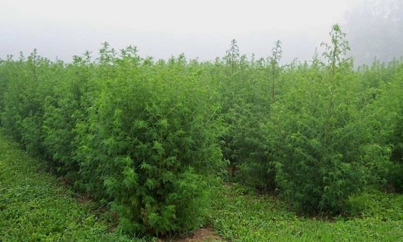 Полынь чернобыльник