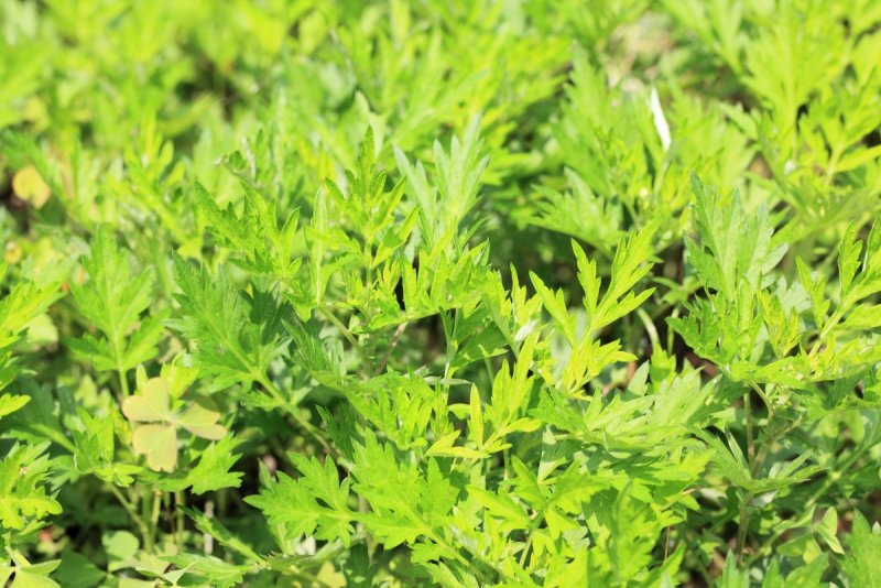 Растения Полынь Artemisia annua.