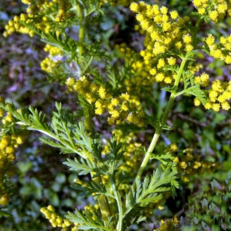 Полынь Artemisia annua