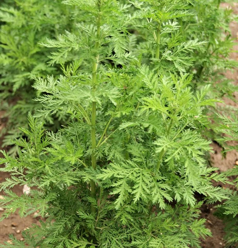 Полынь Artemisia annua