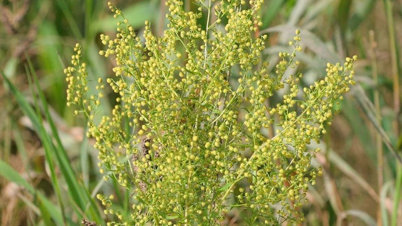 Artemisia annua фото