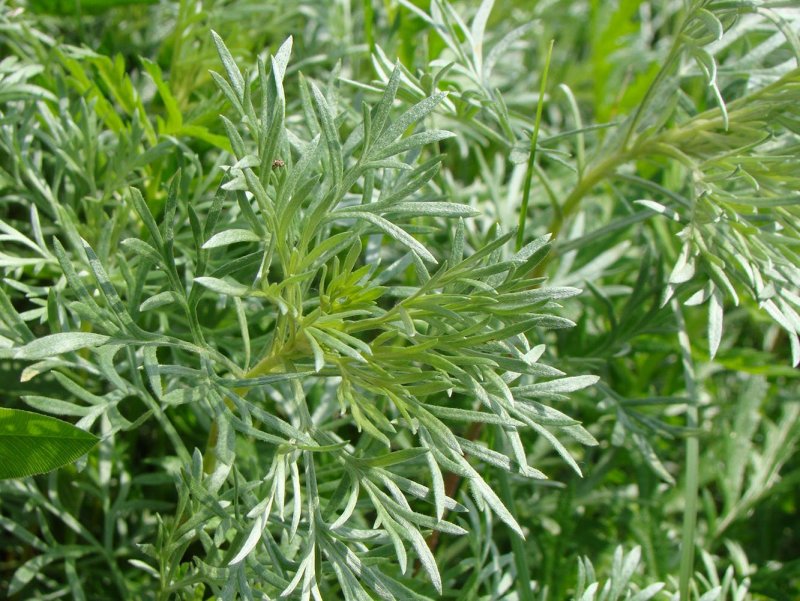 Полынь лечебная Artemisia abrotanum
