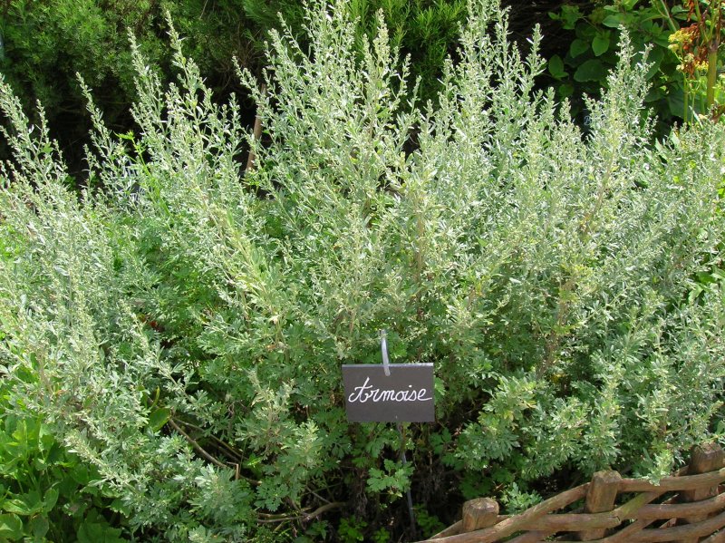 Артемизинин, "Artemisia annua