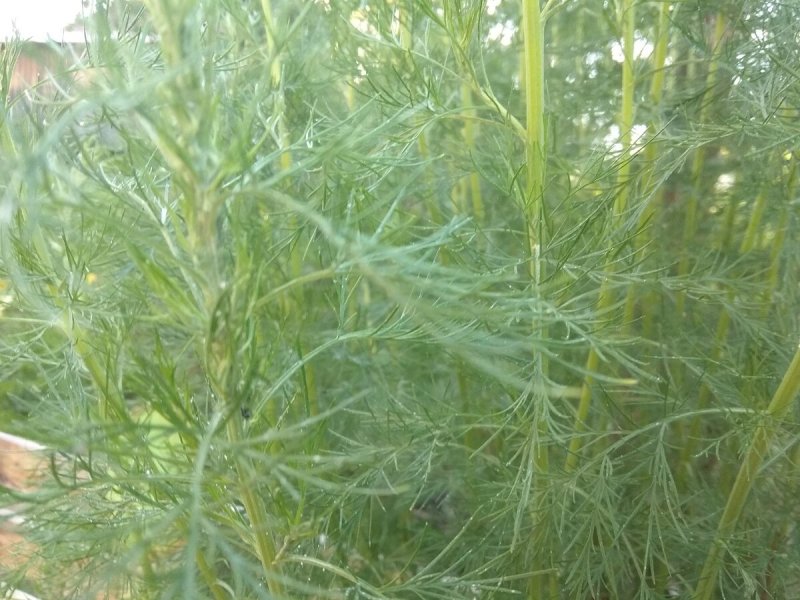 Полынь однолетняя Artemisia annua