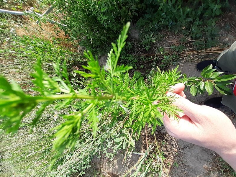 Артемизия Vitroflora