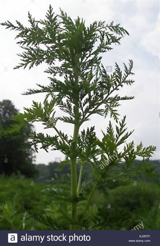 Экстракты полыни Artemisia annua