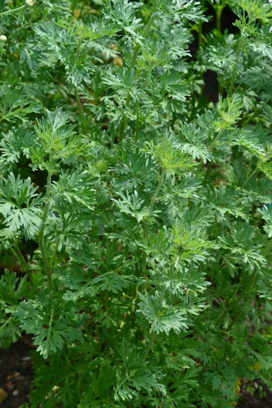 Полынь Artemisia annua