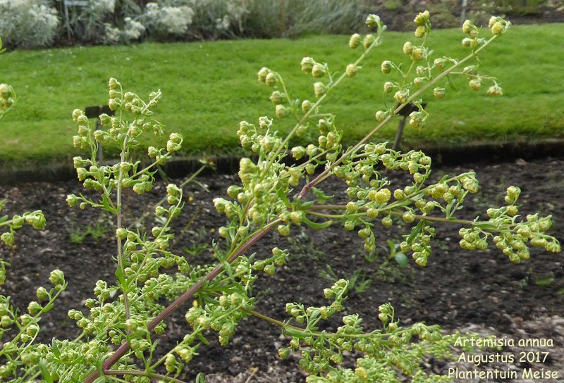 Artemisia biennis