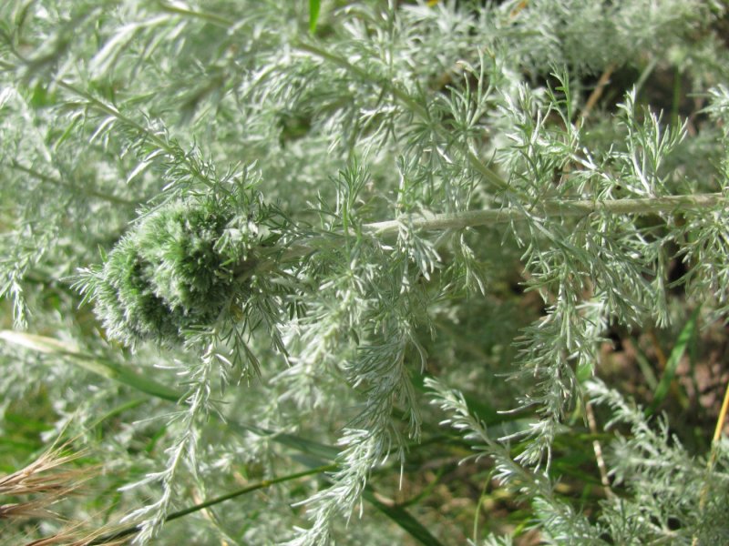 Полынь однолетняя Artemisia annua