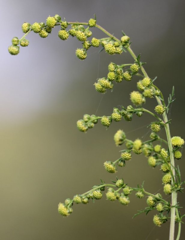 Mugwort (Artemisia vulgaris) Полынь обыкновенная.
