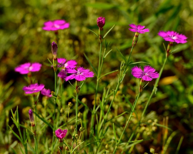 Dianthus pratensis