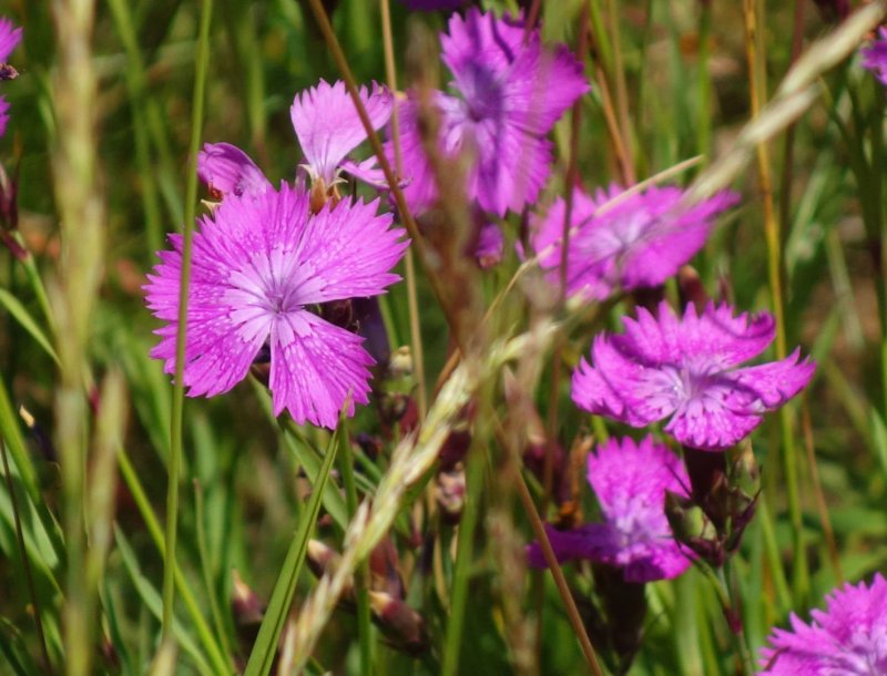 Dianthus versicolor