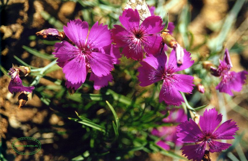 Гвоздика дельтовидная (Dianthus deltoides)