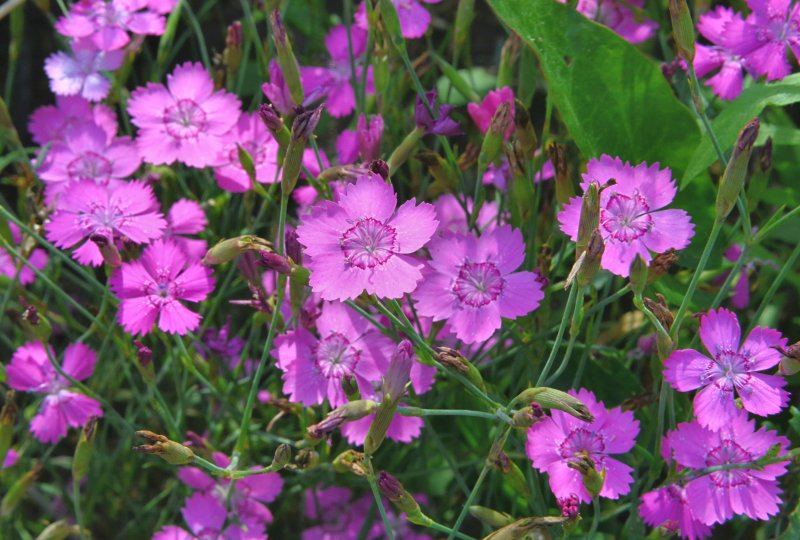 Гвоздика Фишера Dianthus fischeri Spreng.