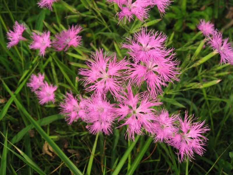 Dianthus versicolor