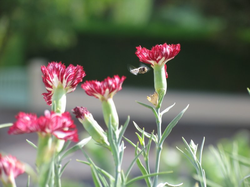 Гвоздика широковетвистая — Dianthus ramosissimus