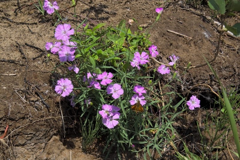 Гвоздика Фишера Dianthus fischeri Spreng.