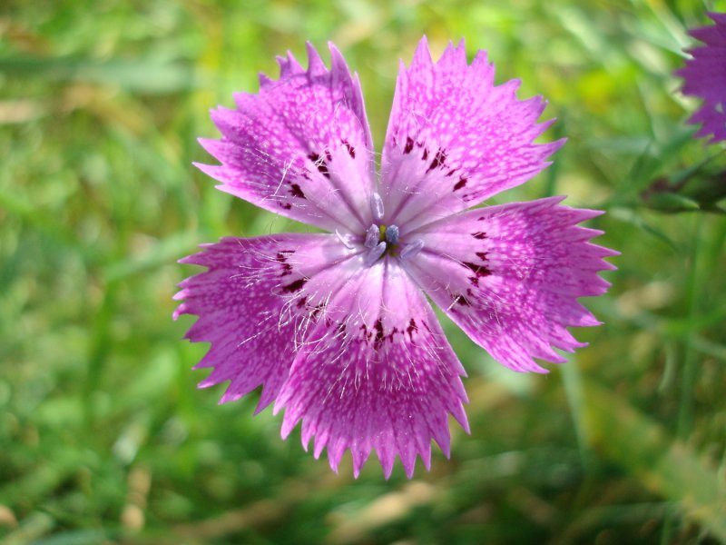Гвоздика разноцветная ( Dianthus versicolor)