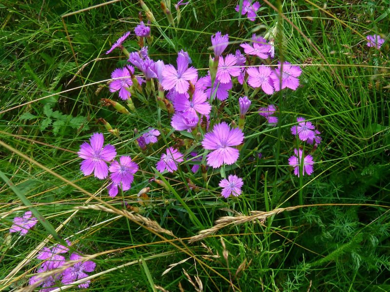Dianthus versicolor