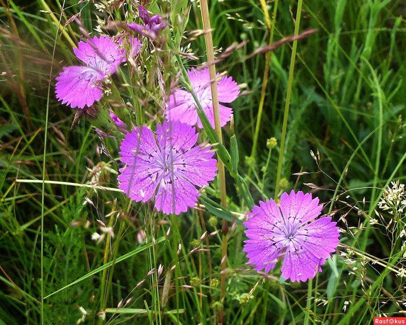 Гвоздика Полевая ( Dianthus Campestris)