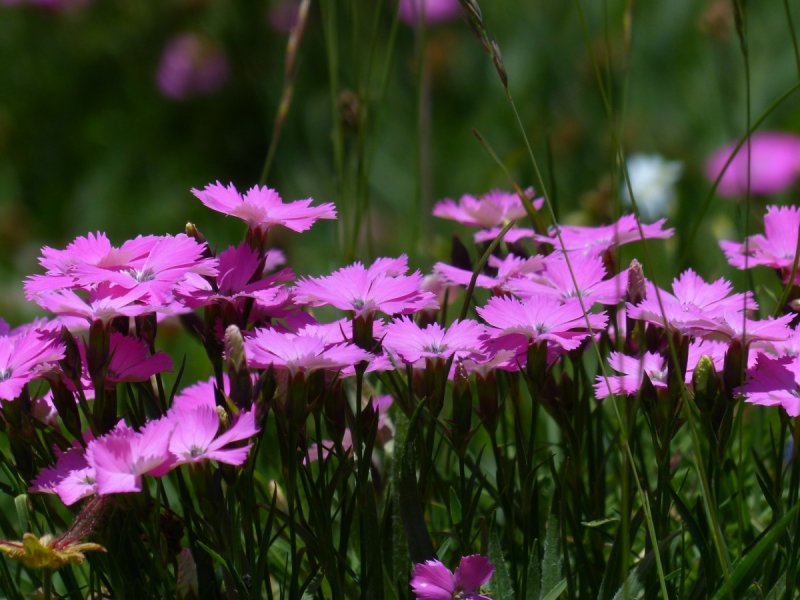 Dianthus Campestris