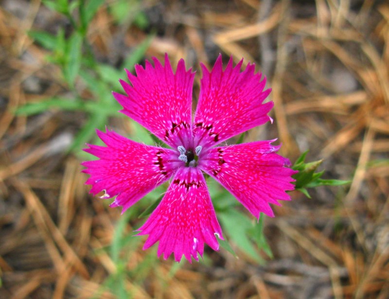 Гвоздика (Dianthus) шоугёрл