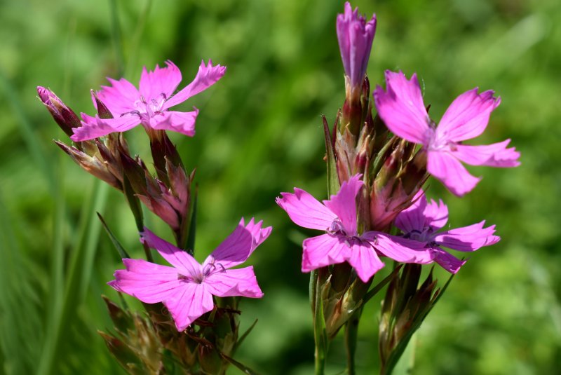 Dianthus Campestris