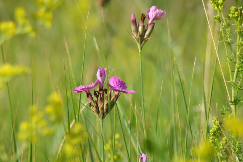 Гвоздика сосноволистная (Dianthus pinifolius)