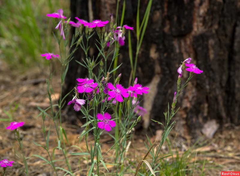Dianthus pavonius