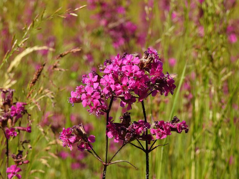 Гвоздика Уральская Dianthus Uraliis