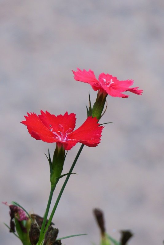 Dianthus spiculifolius
