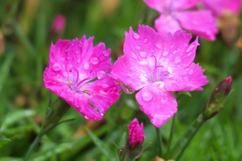 Гвоздика Евгении (Dianthus eugeniae Kleop.)