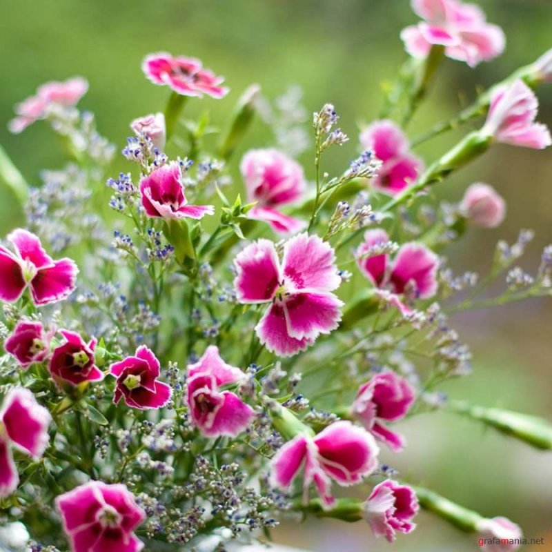 Гвоздика травянка (Dianthus deltoides)