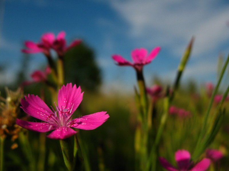Гвоздика Евгении (Dianthus eugeniae Kleop.)