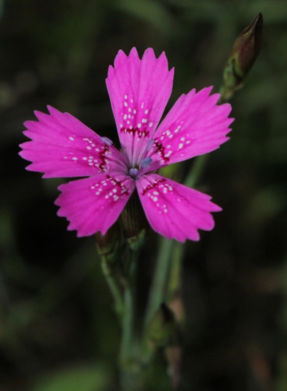 Гвоздика Уральская (Dianthus uralensis)