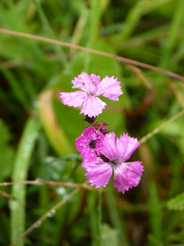 Caryophyllaceae Dianthus caryophyllus