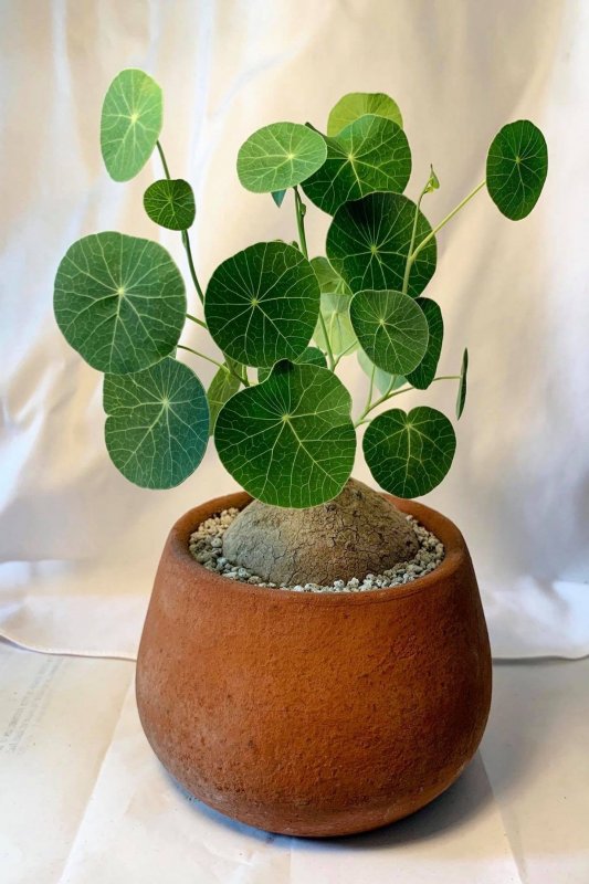 Stephania yunnanensis