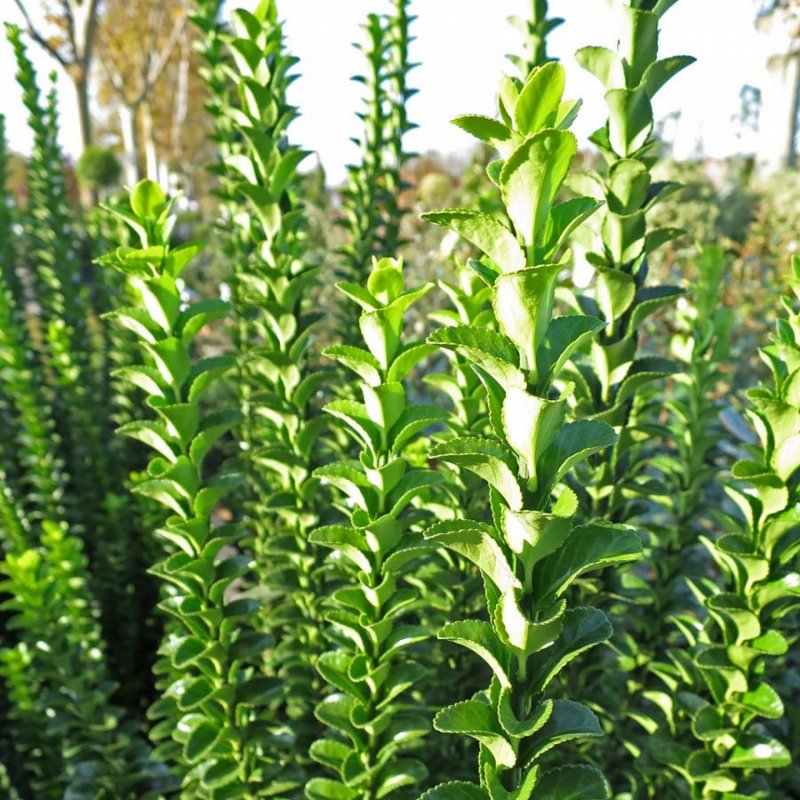 Euonymus japonicus benkomasaki